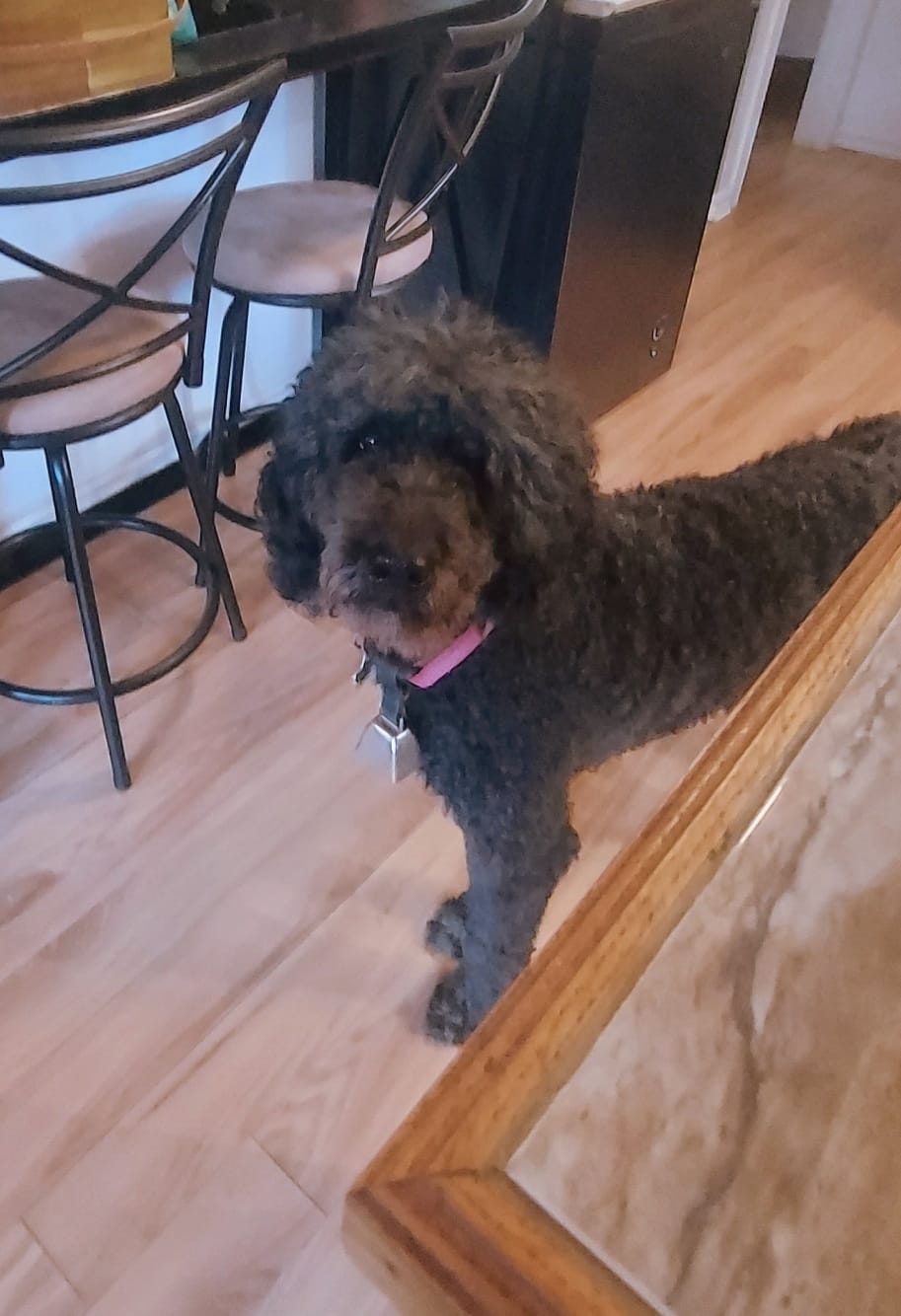 A black standard poodle with a shaggy head crooks her head at the camera